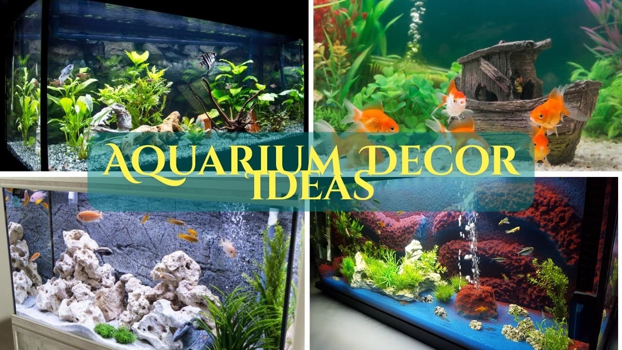Cool Aquarium Decorations Ideas to Transform Your Fish Tank