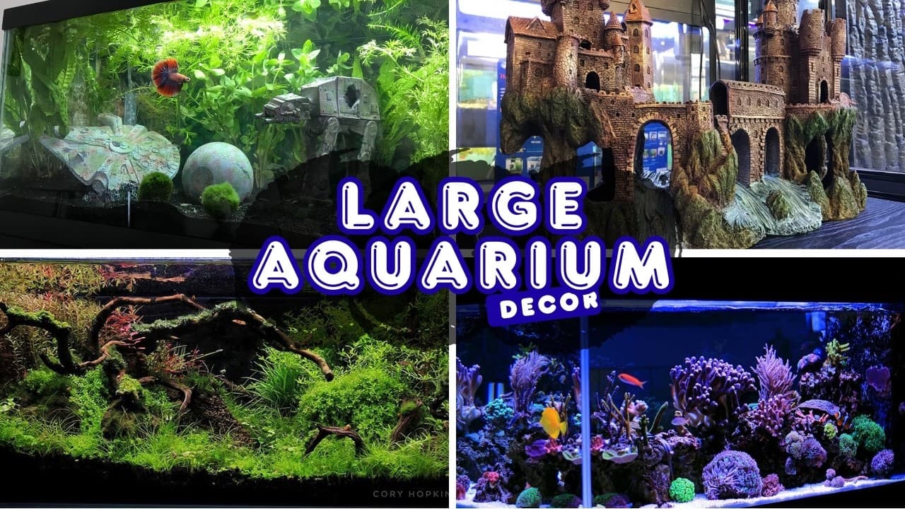 Large Aquarium Decoration Ideas to Transform Your Fish Tank